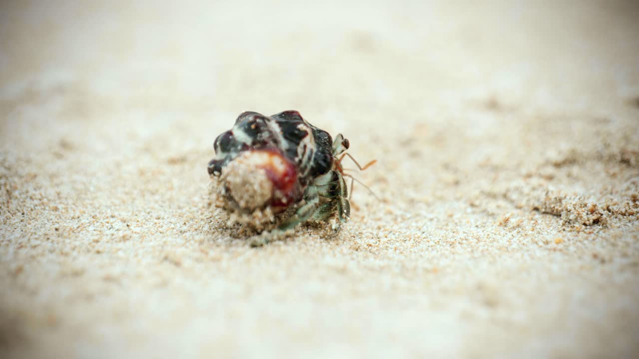 4k 영화 속 야생 동물 영상으로 해파리 크래브가 먹고 해변에서 느린 동작으로 고 있습니다.