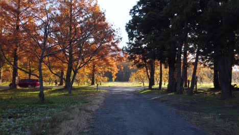 Amanecer-En-Otoño-Japón,-Autos-Conduciendo-En-Metasequoia-Namiki-Road