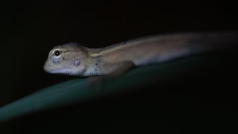 El-Lagarto-De-Jardín-Oriental-También-Se-Llama-Lagarto-De-Jardín-Oriental,-Chupasangre-Y-Lagarto-Cambiable