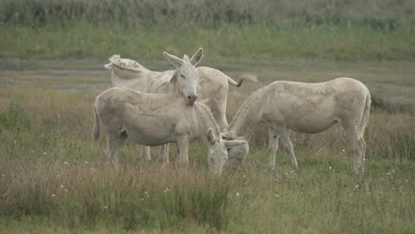 a group of white donkeys