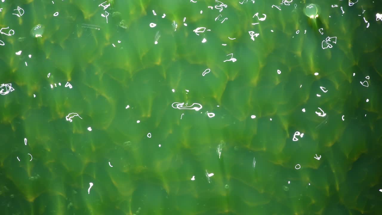 석회 호수의 바쁜 시간 - 자세한 내용은 따옴표를 사용하여 "abstractvideoclip"을 검색하십시오.