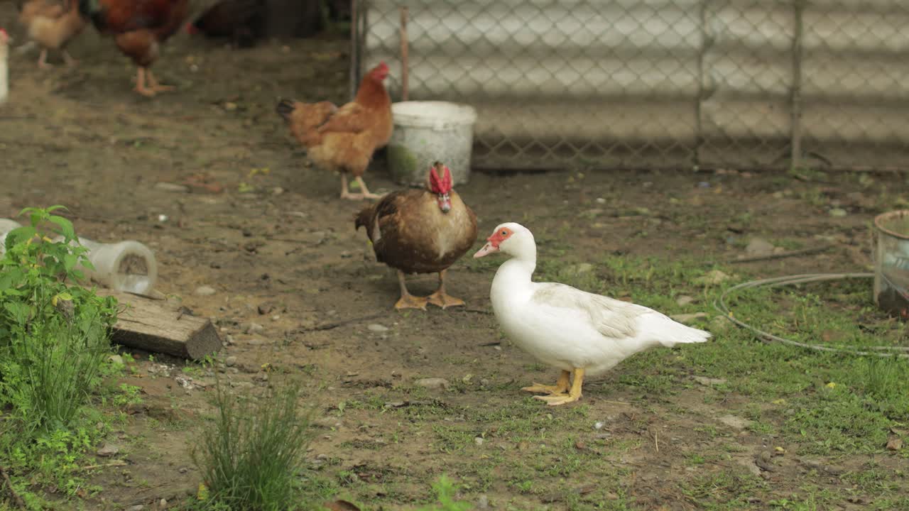 Anatra domestica bianca e marrone e gallo camminano a terra. Sfondo di vecchia fattoria. Ricerca di cibo.