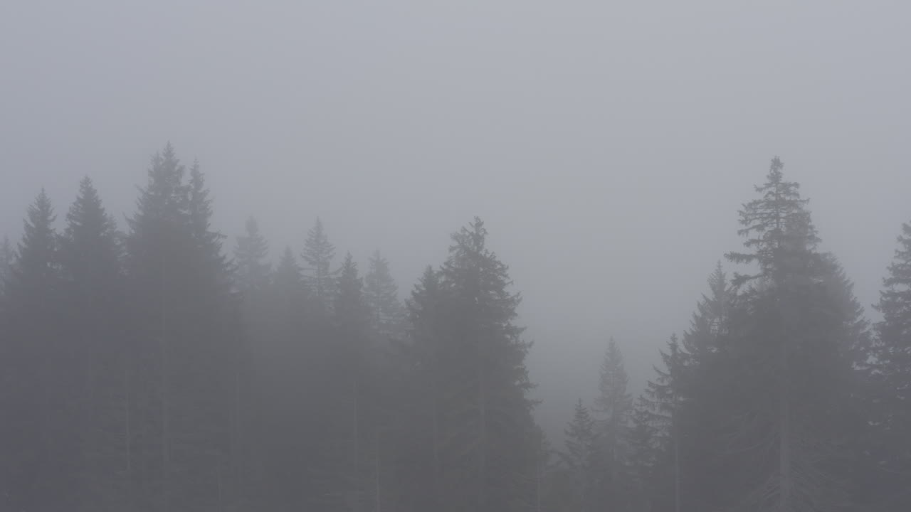 Silhoutte Foggy Forest Pinetrees Winter