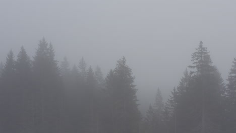 silhoutte foggy forest pinetrees winter