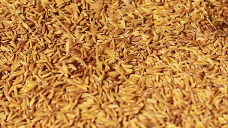 paddy-rice-seeds-from-top-angle-at-day