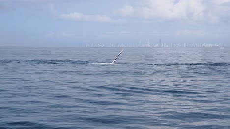 Wild-animal-behaviour-of-whales-slapping-pectoral-fins-against-the-ocean-surface-close-to-a-city-high-rise-foreshore