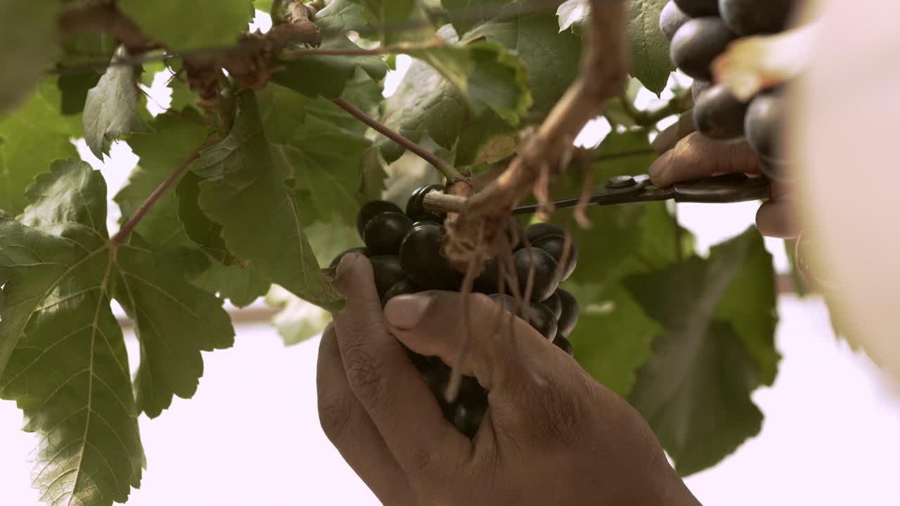 수확을 위한 많은 포도 송이가 있는 유기농 포도 포도원
