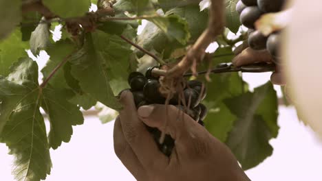 viñedo de uva orgánica con muchos racimos de uvas para la cosecha