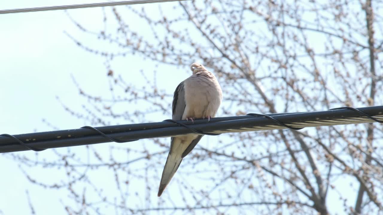 이른 봄 쌀쌀한 날에 부풀어 오르는 비둘기