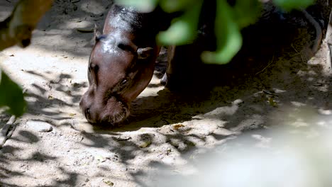 hippo resting under trees in chonburi zoo