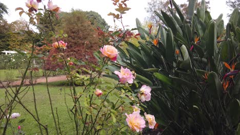 Blassrosa-Orange-Rosen-Graden-Nahaufnahme-Schuss-Grün-Um-Grüne-Herbstpflanzen