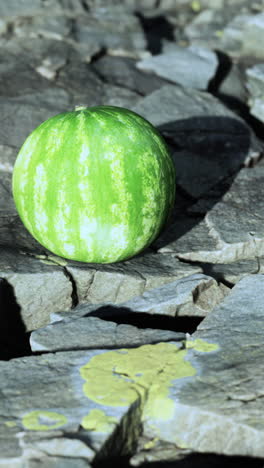 watermelon on a rock