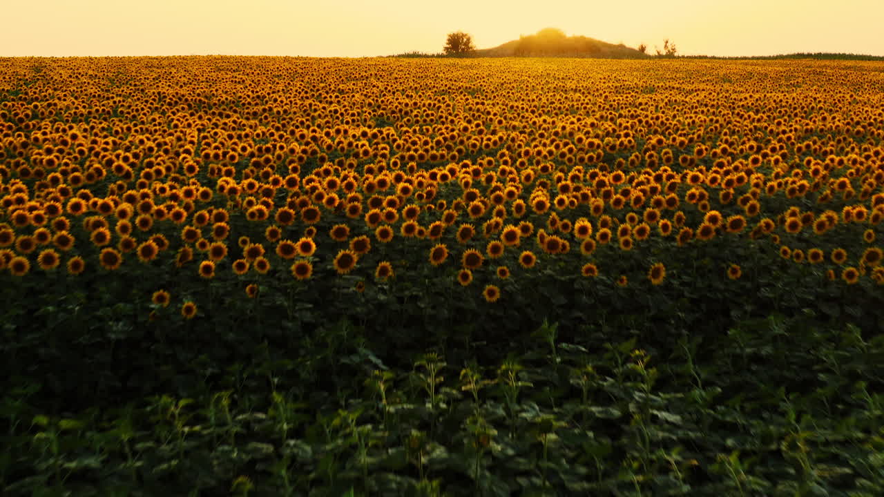 hermoso campo de girasol floreciente amarillo, retroiluminado por la puesta de sol dorada
