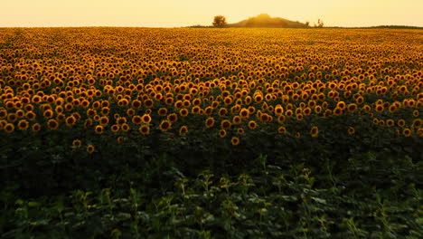 Hermoso-Campo-De-Girasol-Floreciente-Amarillo,-Retroiluminado-Por-La-Puesta-De-Sol-Dorada