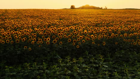 beautiful yellow blooming sunflower field, backlit by golden sunset