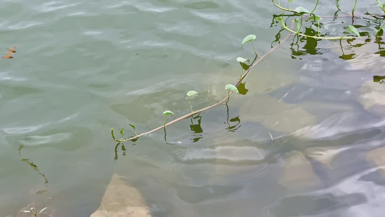 Static shot of a calm lake with gentle ripples and a floating aquatic plant, while two bright orange dragonflies hover gracefully above the water, adding life to the peaceful scene