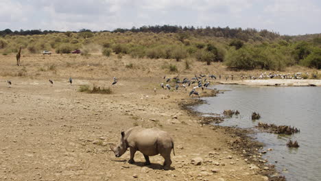 rhino walks over dry land from waterhole with safari self-drive vehicles in back