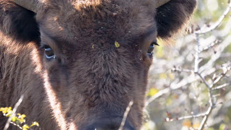 European-bison-bonasus-looking-into-the-camera,sunny,Czechia,closeup