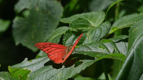 Orange-Albatross,-Appias-nero,-Kaeng-Krachan-National-Park,-UNESCO-World-Heritage,-Thailand