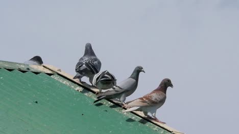 palomas mensajeras despegan y aterrizan en un techo sobre su palomar en cámara lenta