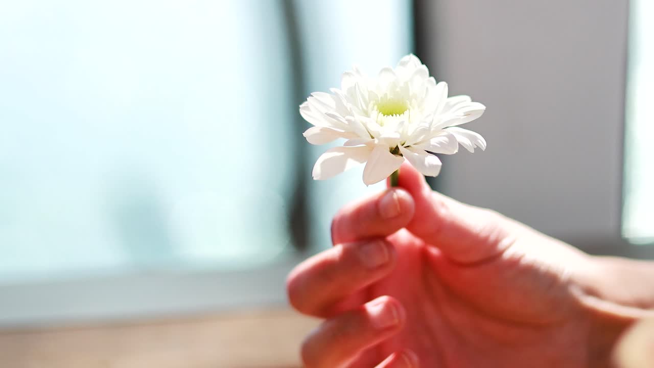 창문 근처 에 크리산테 을 들고 있는 손