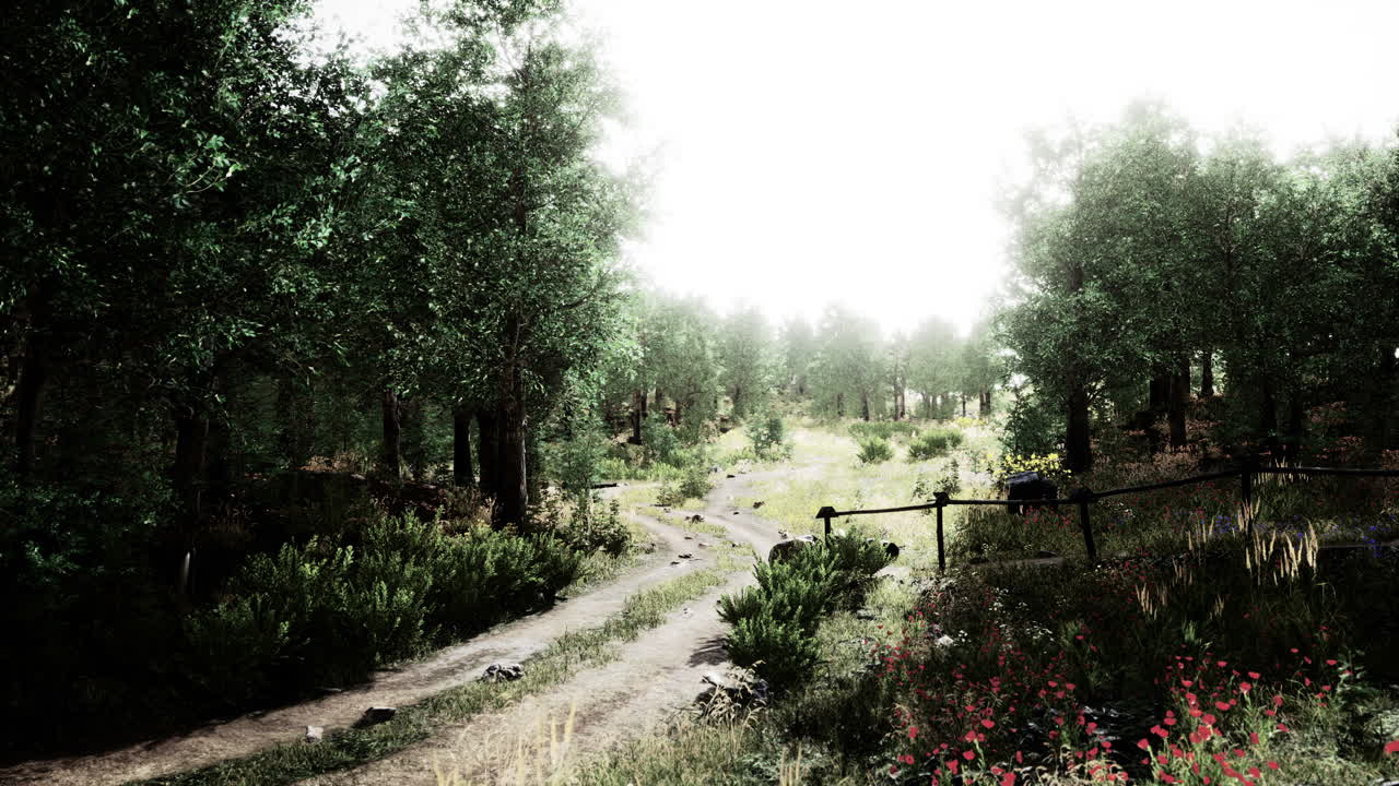 Strada di campagna in un bosco di latifoglie in una mattina nebbiosa
