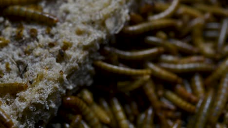 the mealworm is a species of darkling beetle used to feed pets like fish, snakes, birds, and frogs