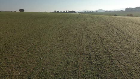 Video-Aéreo-De-Un-Campo-Recién-Sembrado-Con-Un-Camino-De-Tierra-En-El-Medio-Y-Montañas-En-El-Fondo-Verde-Campo-Cultivado-De-Llagostera-Gerona