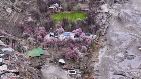 pink blossom mountain village