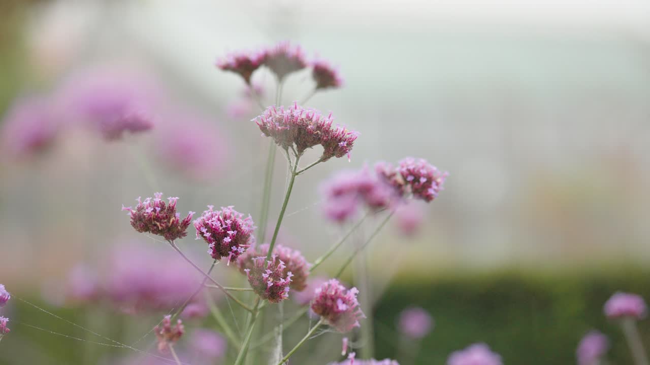 Delicate purple flowers standing in soft morning fog create a peaceful, dreamy nature scene with gentle bokeh and a calm, atmospheric mood