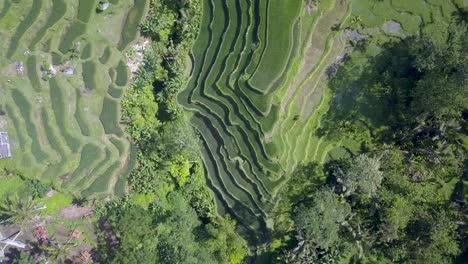 birds eye view of rice terraced fields intertwined with valley slope in bali, indonesia - aerial top fly-over view