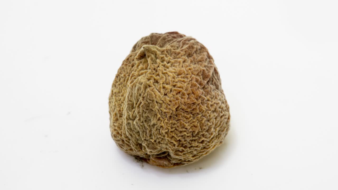 색 배경에서 복아가 부패하는 시간, 부패와 부패의 과정, 촬영 기간 10 일, 시간 역전, 비디오 루프