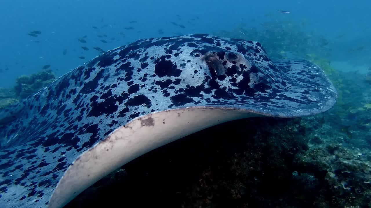 Black spotted stingray super close up