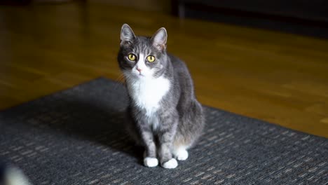 Cat-washing-herself-and-looking-at-the-camera