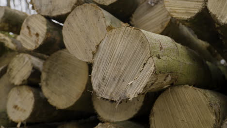 pila de troncos de madera en los bosques, árboles talados para la industria maderera
