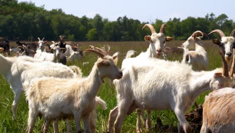 close-up shot of curious goats observing from a green field in denmark