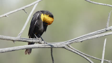 yellow-headed blackbird male perched on dry branch grooms feathers