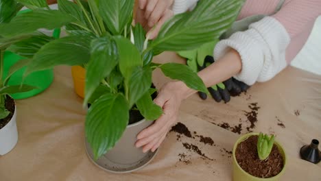 woman repotting a peace lily plant