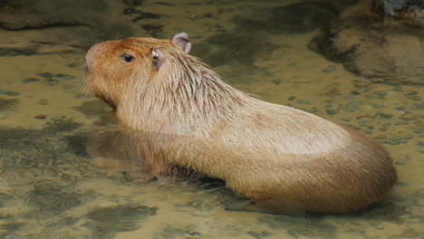 Wasserschwein-Sitzt-In-Einem-Bach