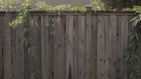 wooden fence with plants draped over it