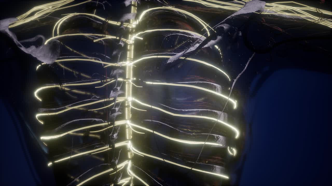 인간 뇌의 해부학