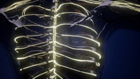 anatomía del cerebro humano