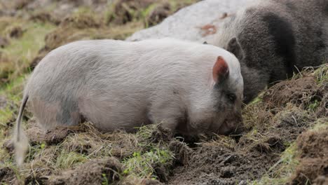 Schwarzes-Schwein-Auf-Einem-Bauernhof.