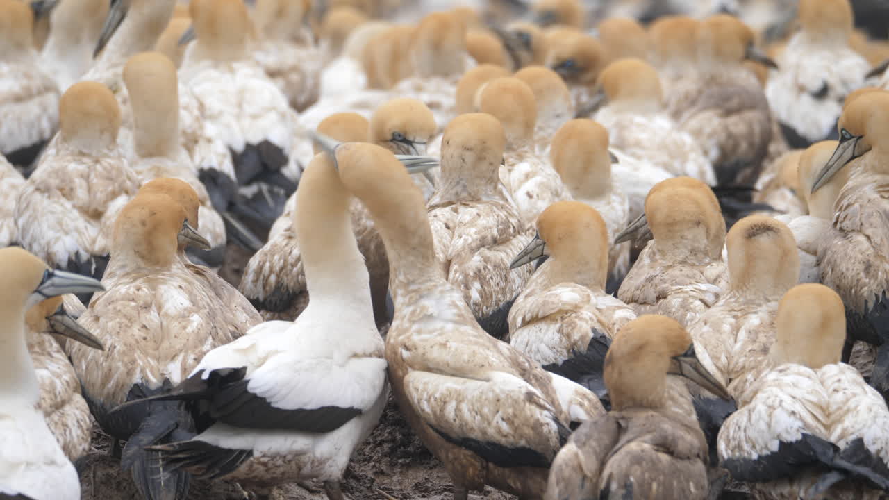 A dense group of Cape Gannets at Bird Island in Lambert's Bay South Africa during mating season