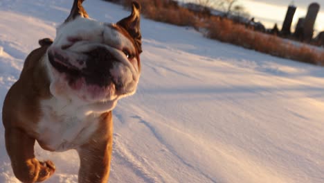 bulldog running fast through snow to keep up with camera super slomo sunset