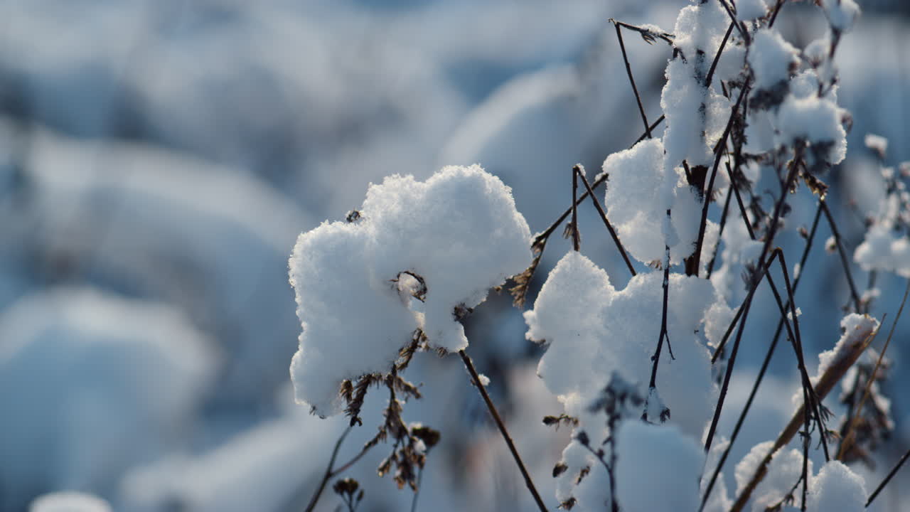 las plantas secas cubrieron la escarcha en el campo de cerca. naturaleza nevada en clima frío