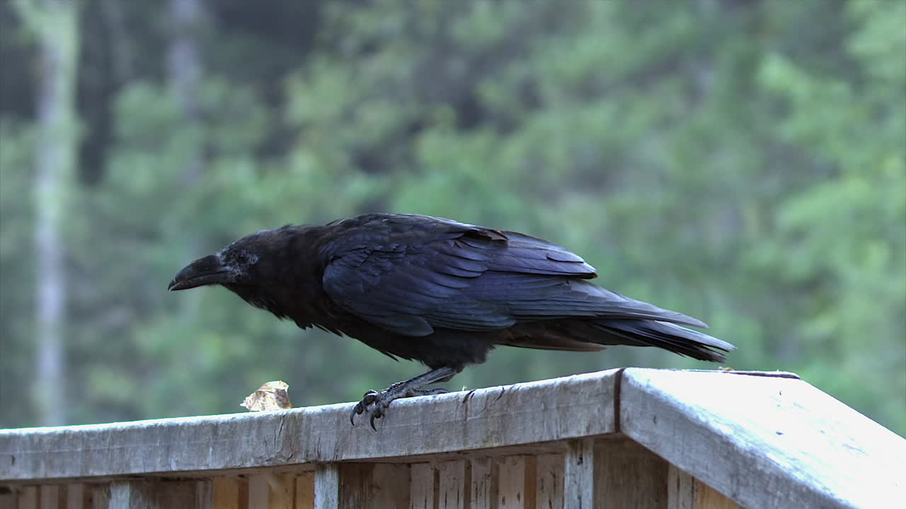 Curious raven bird calls out from perch on wooden railing in forest