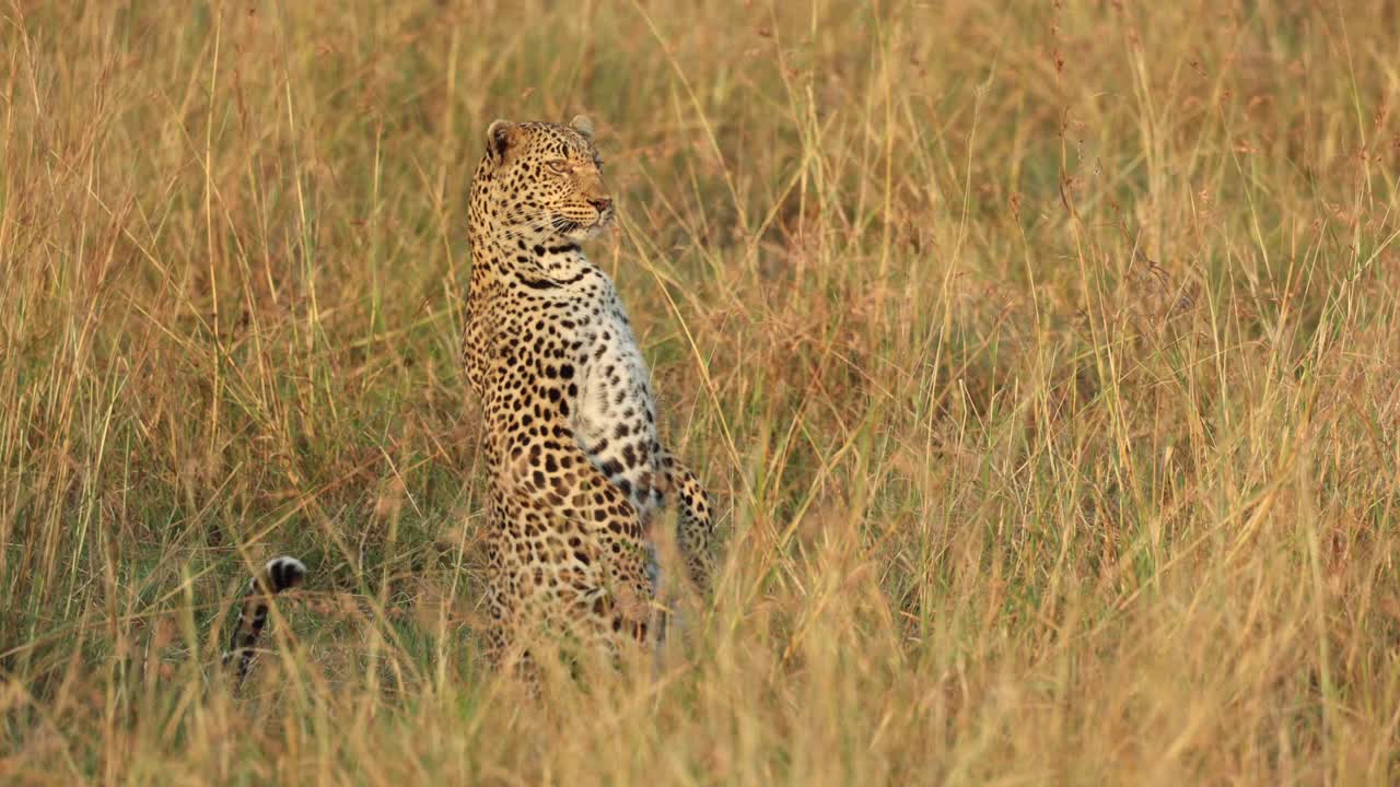 Kenya, Masai Mara'da uzun otların içinde dik oturan avcı bir leopar.