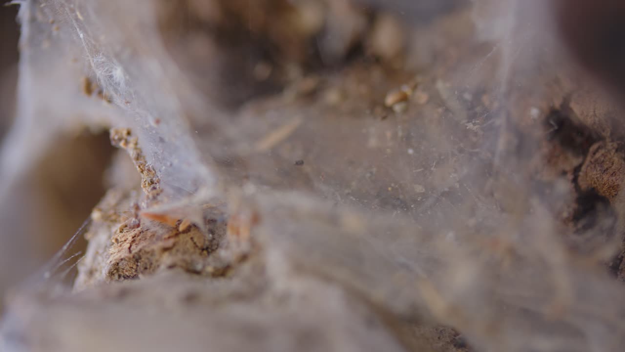 Close-up of a Spider Web
