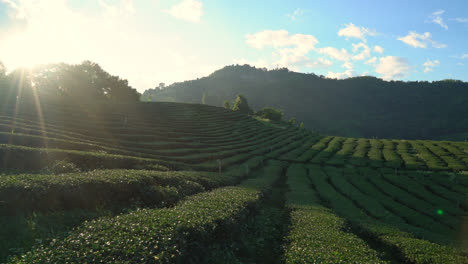 早上在山上种植茶叶